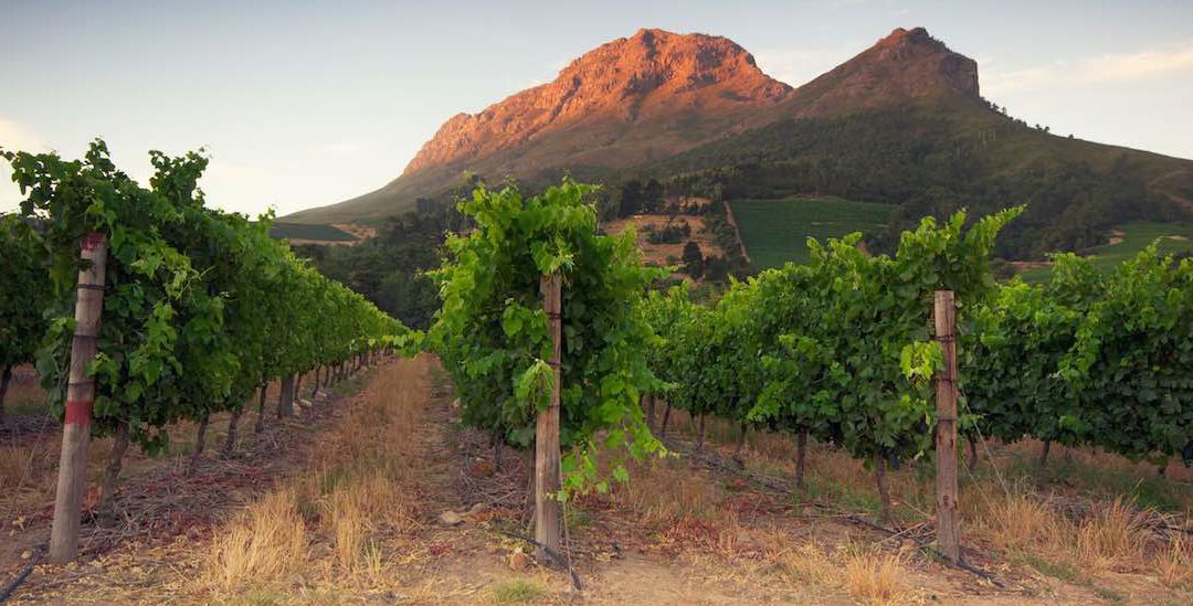 Customer Case Study: Jackson Family Wines Drives Sustainability Goals with Wexus Software